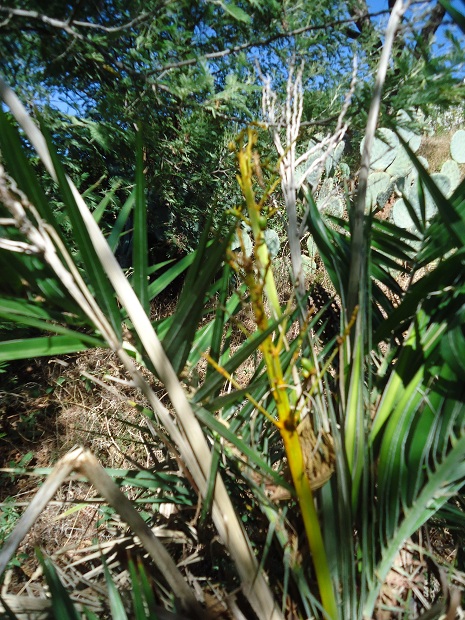 infructescence p loureiri x p reclinata (1).JPG