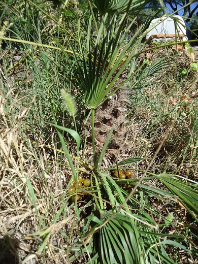 infructescence c humilis x c cerifera.JPG