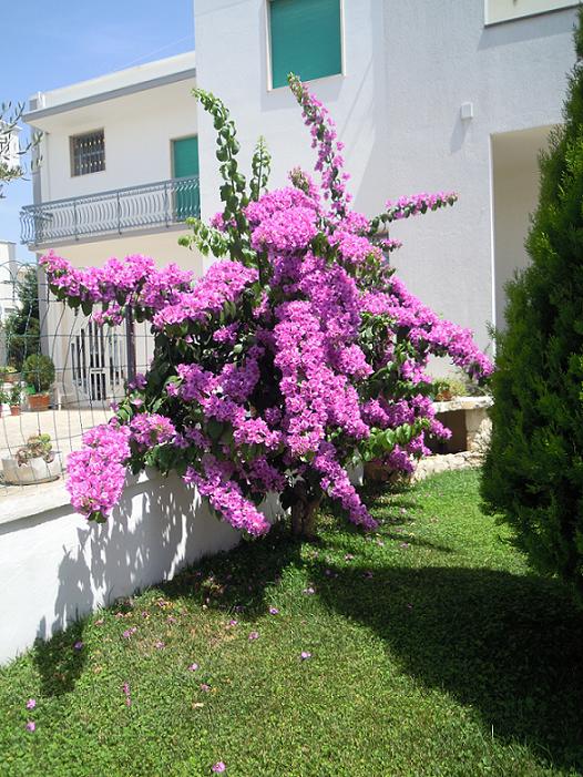 Bougainvillea (Alberobello)