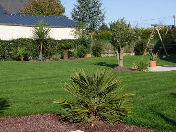 chamaerops humilis