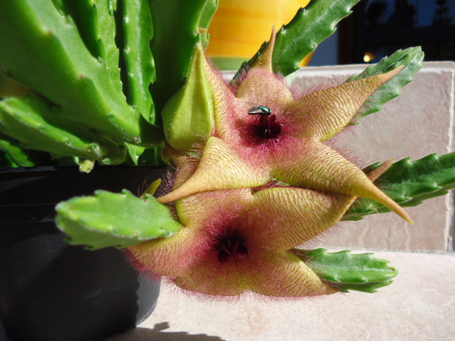 DSC00942.JPG