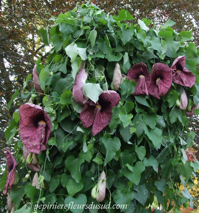 aristoloche-gigantea-1.jpg