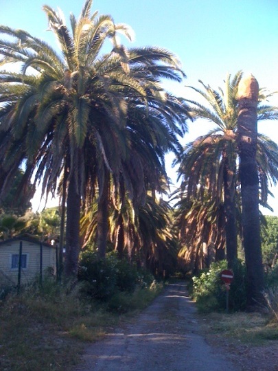 allée de canariensis.JPG