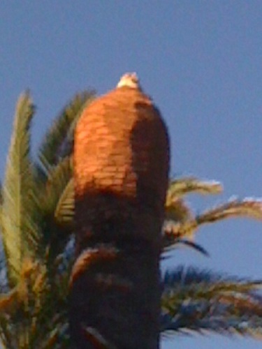 rhinco sur canariensis.JPG