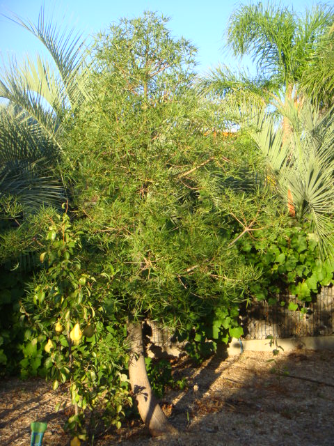 rupestris