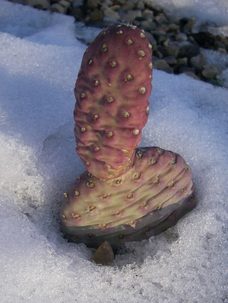 Opuntia basilaris v humistrata roc champ hiver 2008 2009 351 bis.jpg