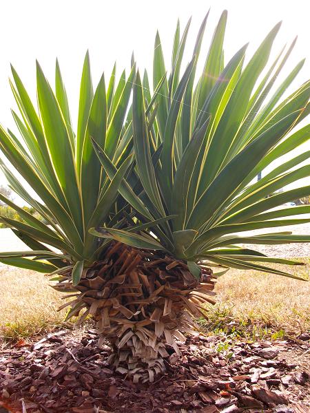 yucca.JPG