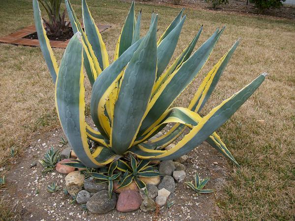 agave.JPG