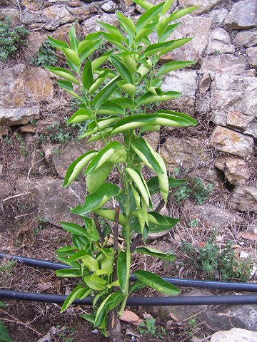 100_4585 (Copier).JPG