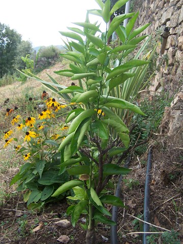 100_4587 (Copier).JPG