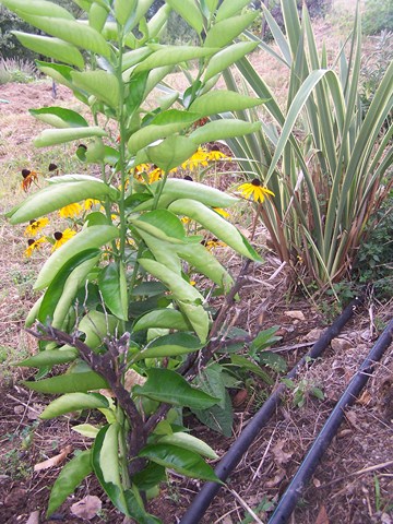 100_4588 (Copier).JPG