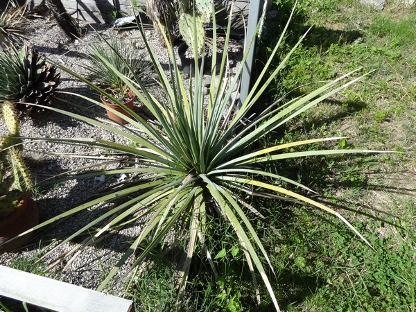 Agave sp Rocaille4 Champagnier jardin bis.jpg