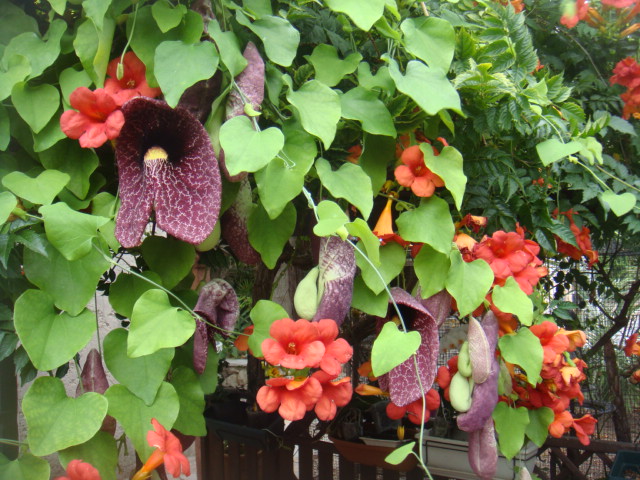 aristoloche grandiflora 001.jpg