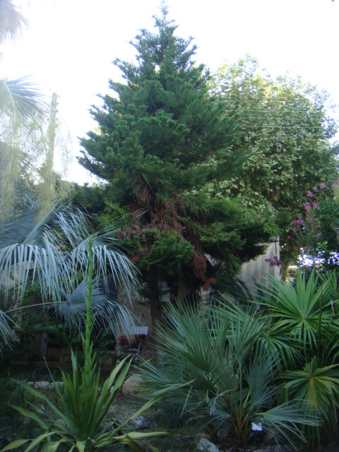 brachychiton 001.jpg