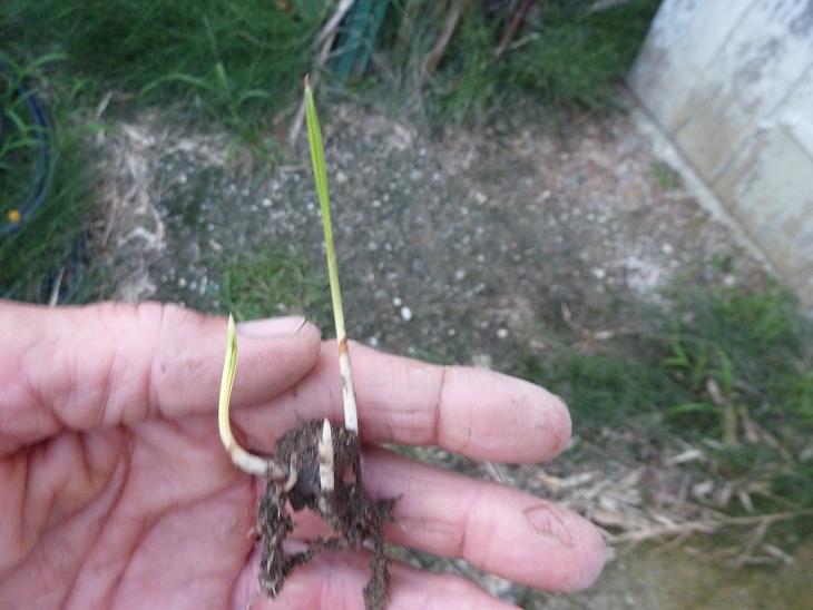 butia bis.jpg