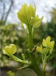 poncirus trifoliata.jpg