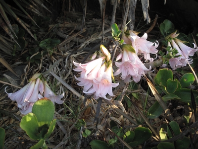 Amaryllis belladona, fleurs fin aout.jpg