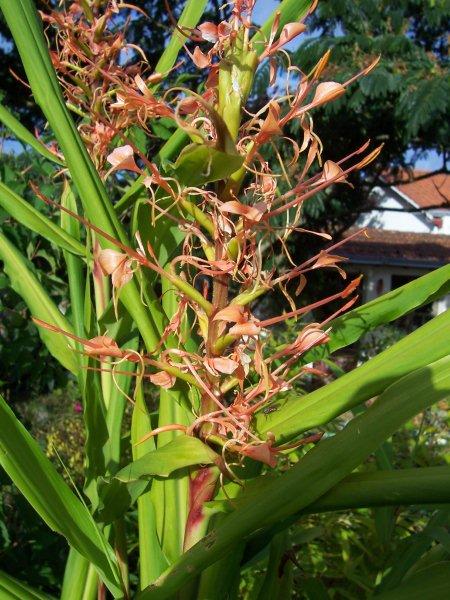 100_1829_Hedychium_coccineum_var__aurantiacum.jpg