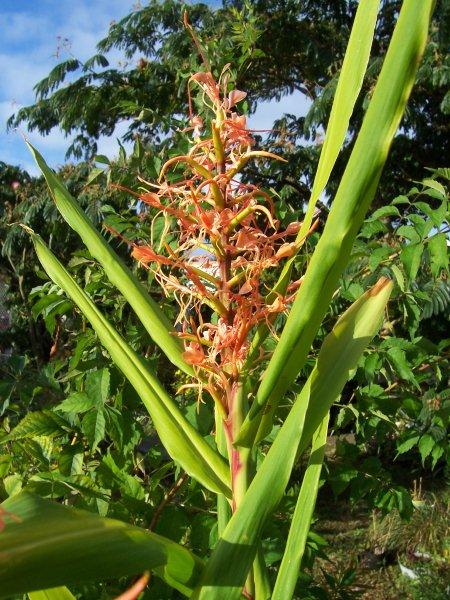 100_1831 Hedychium coccineum var. aurantiacum.jpg