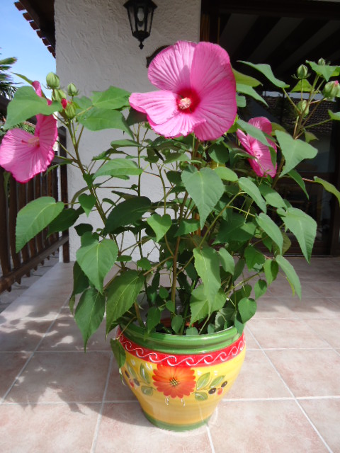 DSC00964.JPG