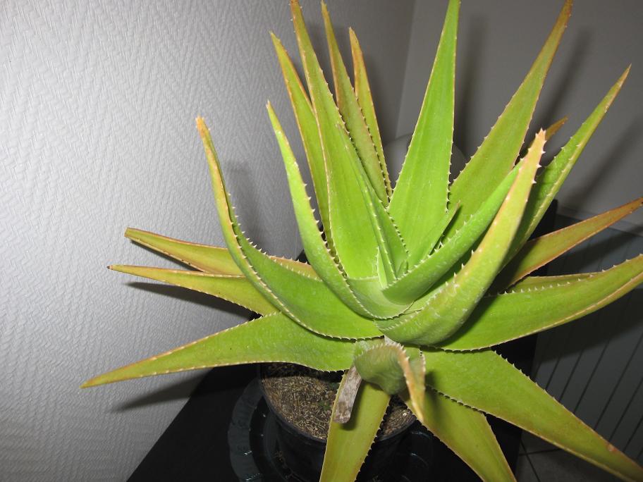 ALOE1.jpg