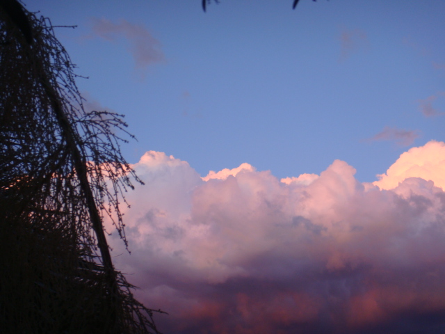 villa caryota 023.jpg