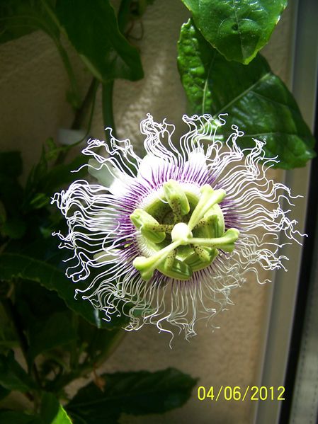 fleur edulis