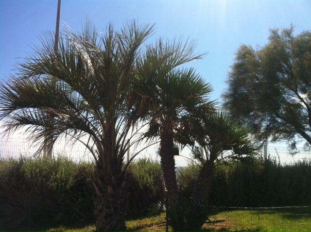 Butia chamaerops.JPG