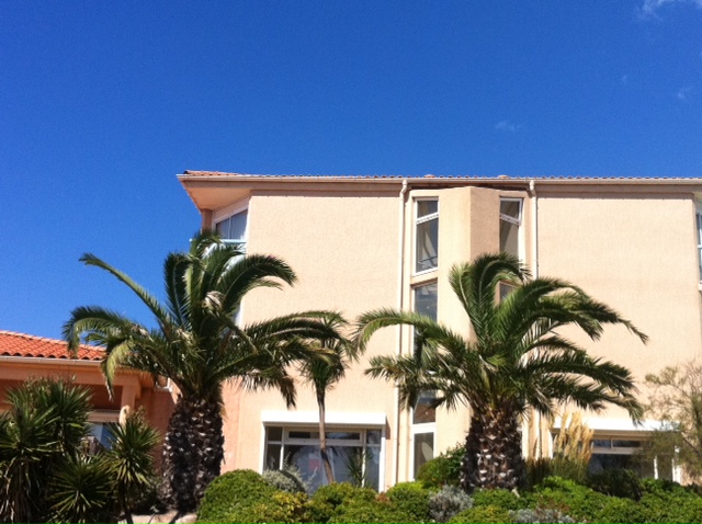 Phoenix canariensis.JPG
