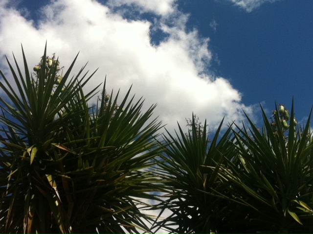 Yucca en graines.JPG