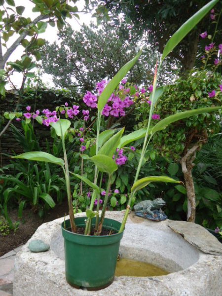 DSC00974 Heliconia.jpg