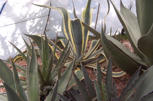 fleurs 2012 043 (500x332).jpg