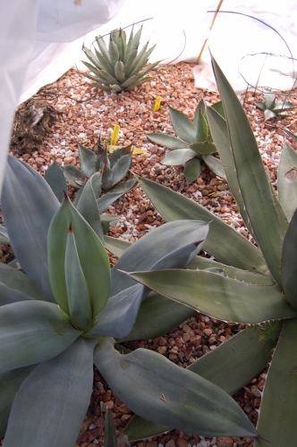 fleurs 2012 044 (332x500).jpg