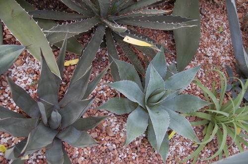 fleurs 2012 046 (500x332).jpg
