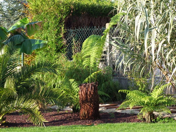 dicksonia