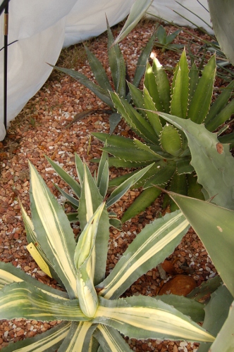 fleurs 2012 050 (332x500).jpg
