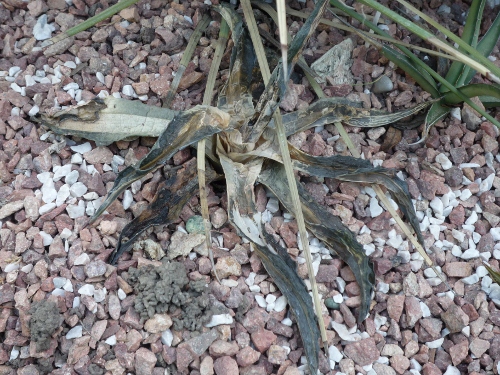P1020745 (500x375).jpg