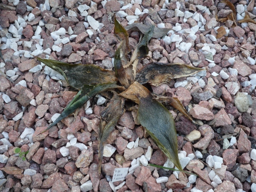 P1020746 (500x375).jpg