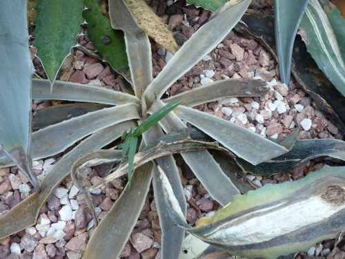 P1020747 (500x375).jpg