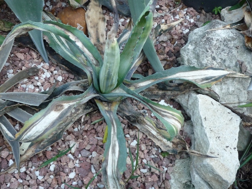 P1020748 (500x375).jpg
