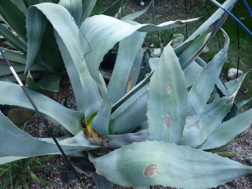 P1020750 (500x375).jpg