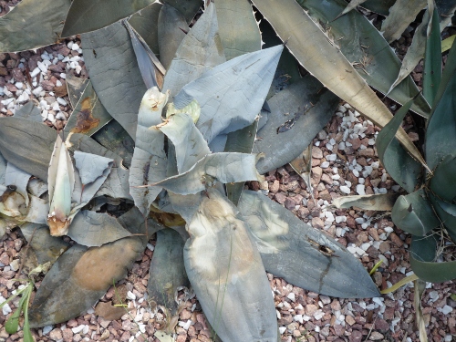 P1020752 (500x375).jpg