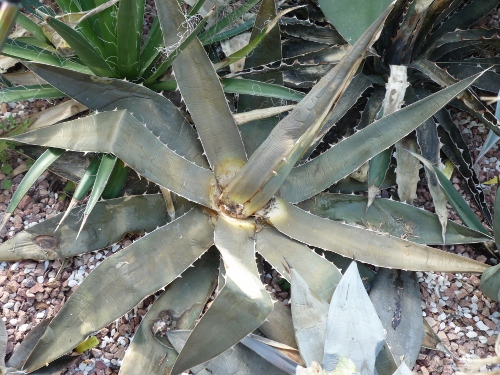 P1020753 (500x375).jpg