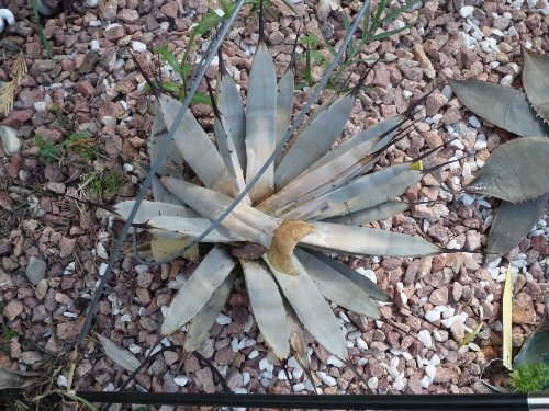 P1020754 (500x375).jpg
