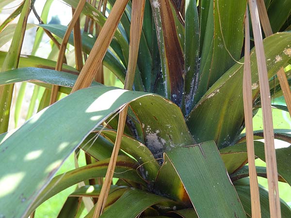 cordyline1.jpg