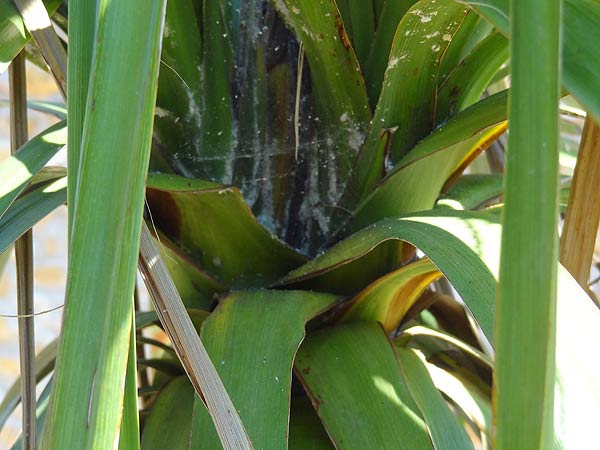 cordyline2.jpg
