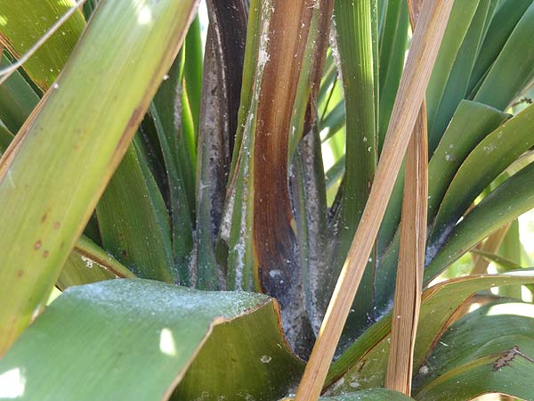 cordyline3.jpg