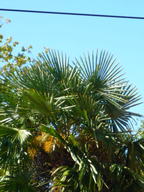 P1000597.JPG