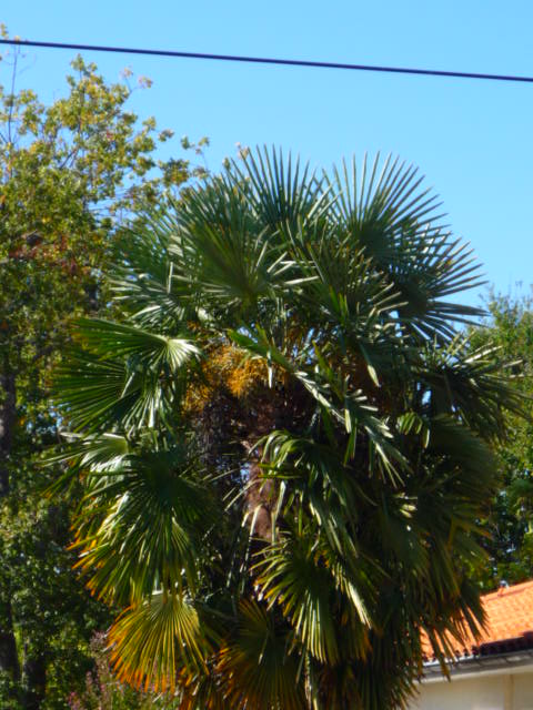 P1000596.JPG