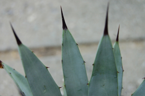 détail aiguillon macroacantha
